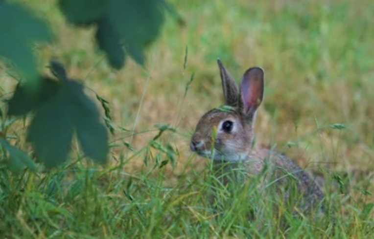 Small rabbit in grass